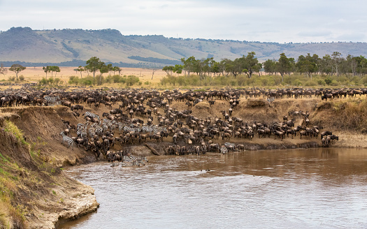 Herd of Zebra crossing river in the Serengeti, Tanzania.