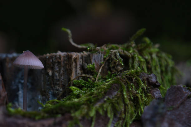 istock a filigree small mushroom in a tree root, with light spot in the forest. Forest 1432138131