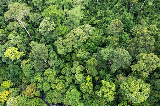 Tropical jungle in Tabin Lahad Datu, Sabah Borneo, Malaysia