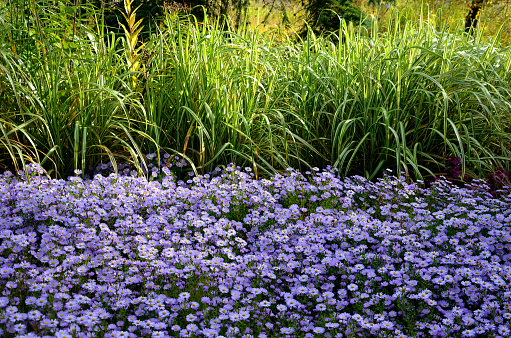 flowering asters in the flower bed form a monoculture, a carpet of flowers. b behind taller grass. garden arrangement prairie sunny character, amelus, novae, asteraceae, aster, anglie, angliae