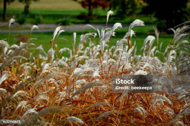 Flower Beds With Ornamental Grasses Are Attractive From Autumn To Winter And Thanks To Dry Flowers And Leaves Combined With Flycatchers And Red Leaves My Plants Create A Striking Contrast Stock Photo - Download Image Now