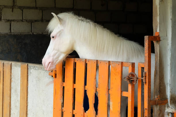 istock Beautiful white horse at the stable door. 1432140687