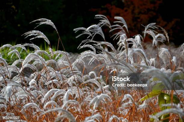 Flower Beds With Ornamental Grasses Are Attractive From Autumn To Winter And Thanks To Dry Flowers And Leaves Combined With Flycatchers And Red Leaves My Plants Create A Striking Contrast Stock Photo - Download Image Now