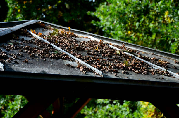 istock acorns fall from a tree onto a tin roof. pergola in the park 1432141356