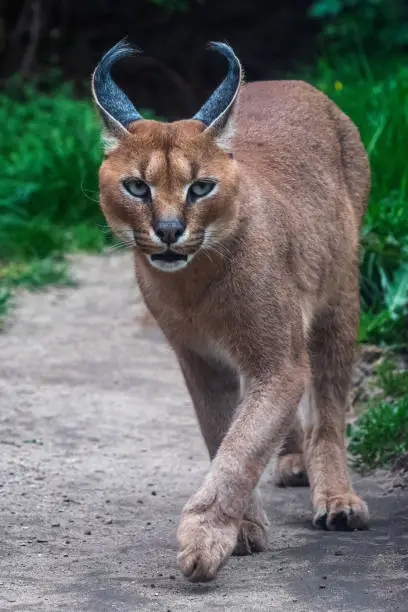 Portrait desert cats Caracal (Caracal caracal) or African lynx with long tufted ears