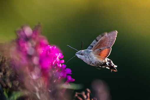 Hummingbird hawk-moth (Macroglossum stellatarum) feeding nectar.