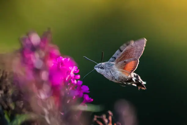 Photo of Hummingbird hawk-moth (Macroglossum stellatarum) feeding nectar.