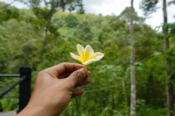 istock Frangipani flower in man's hand on green blurred background 1432142666