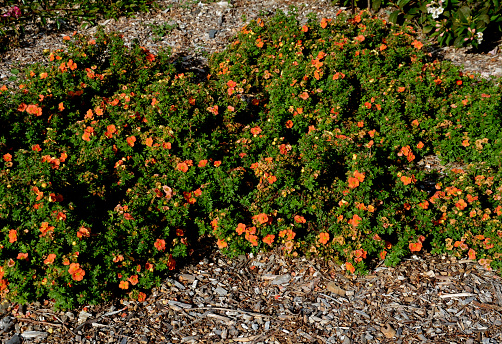 orange flower, long and abundant flowering and low cushion-like growth of mulched beds, fruticosa, oleška, potentila, potentilla, fruticosa