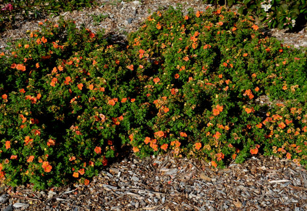 orange flower, long and abundant flowering and low cushion-like growth of mulched beds orange flower, long and abundant flowering and low cushion-like growth of mulched beds, fruticosa, oleška, potentila, potentilla, fruticosa potentilla anserina stock pictures, royalty-free photos & images