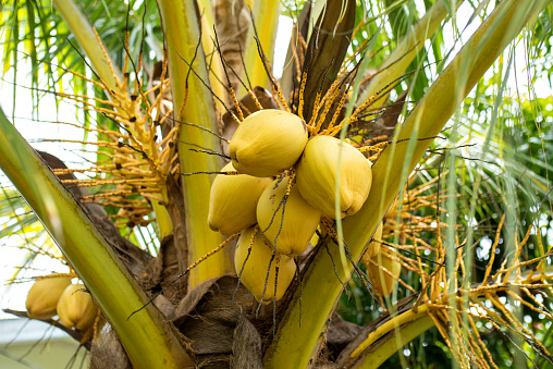 Yellow coconut on the tree