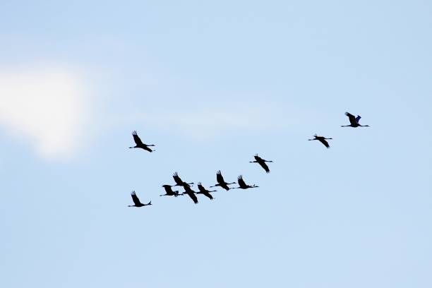 istock Silhouettes of flying cranes 1432143447