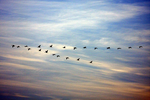 Cranes flying in formation