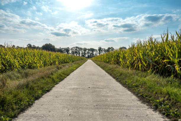 Rural road  through corn fields Rural road  through corn fields on a clear sunny day country road road corn crop farm stock pictures, royalty-free photos & images