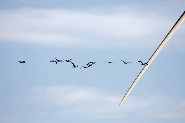 istock Silhouettes of flying cranes 1432143521