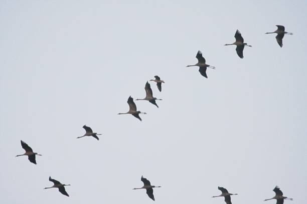 istock Silhouettes of flying cranes 1432143522