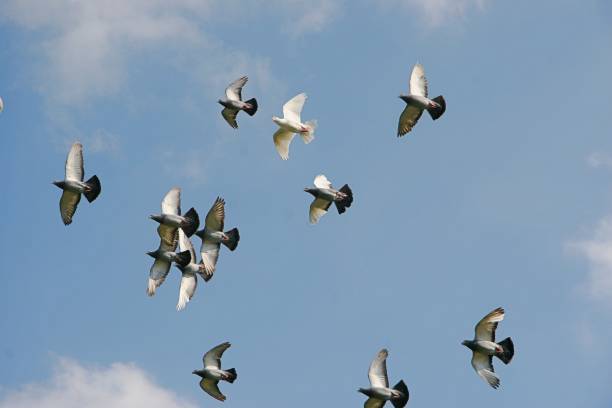 istock Flock of pigeons in the air 1432143596