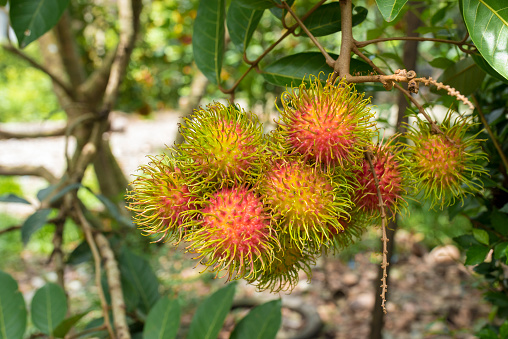 many ripe red unpeeled lychees - vertical food background