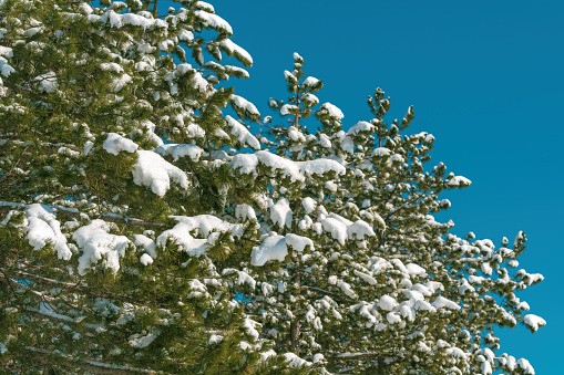 Snow on evergreen pine tree branches in forest at Zlatibor in winter