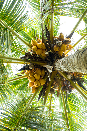 Yellow coconut on tree seen from below