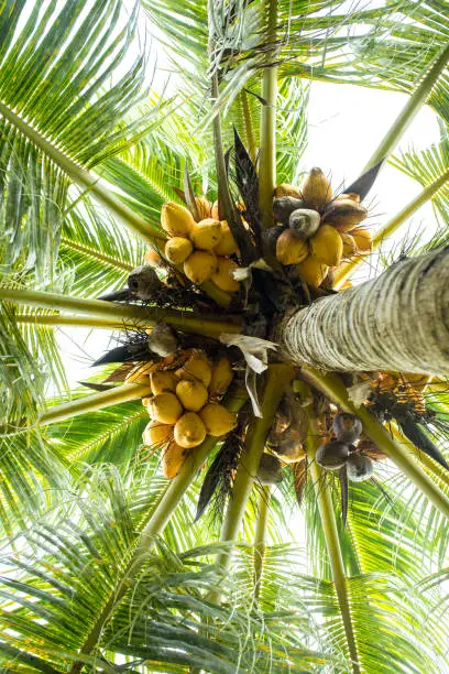 Photo of Yellow coconut on tree seen from below