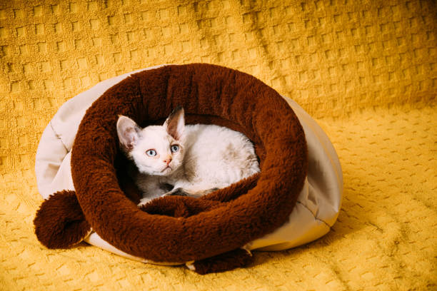 istock Funny Young Small Little White Devon Rex Kitten Kitty Resting In Warm Bag Bed. Short-haired Cat Of English Breed On Yellow Plaid Background. Shorthair Pet Cat 1432144504