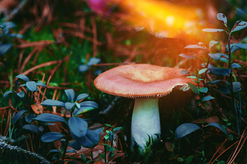 Mushroom Russula emetica - sickener, emetic russula, or vomiting russula. Autumn Forest. Conditionally edible fungus