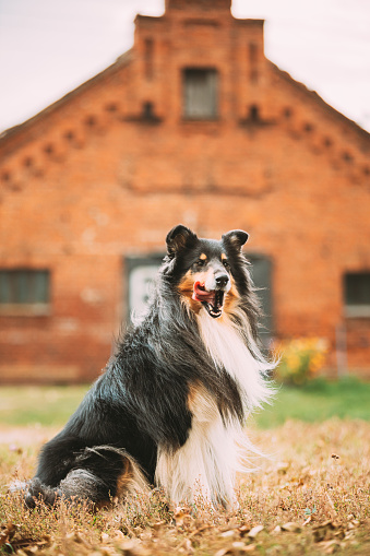 Tricolor Rough Collie, Funny Scottish Collie, Long-haired Collie, English Collie, Lassie Dog Posing Outdoors Near Old House.