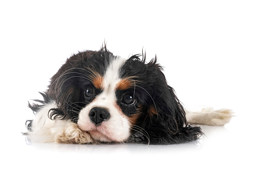 cavalier king charles in front of white background