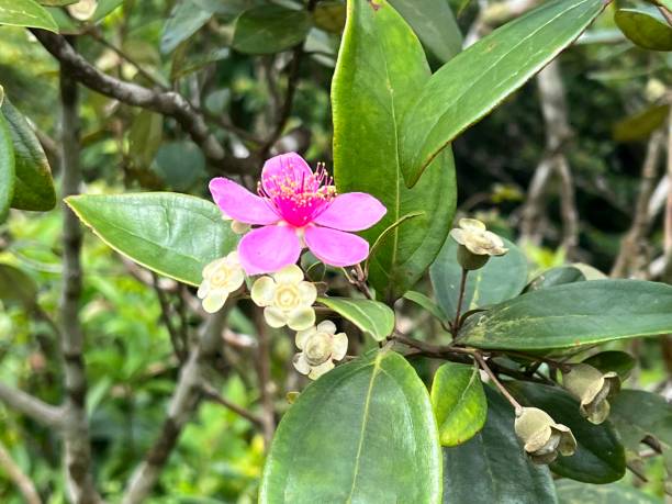 istock Single violet myrtle flower over the leaf 1432145273