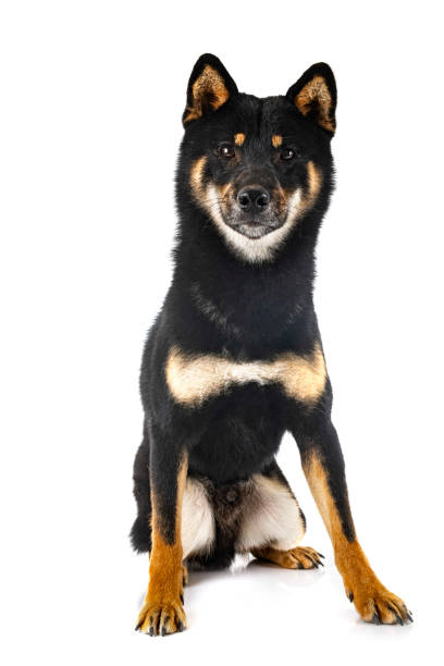 shiba inu in studio shiba inu in front of white background shiba inu black and tan stock pictures, royalty-free photos & images