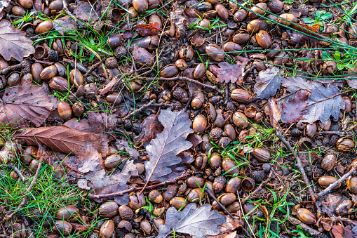Acorns and oak leaves in the fall