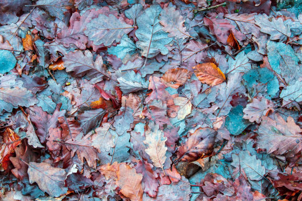 Autumn concept carpet of fallen leaves