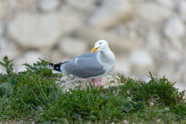 istock herring gull, Larus argentatus on rocks 1432146771