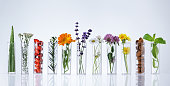 Test tubes with herbs on white background. Herbal medicine concept.