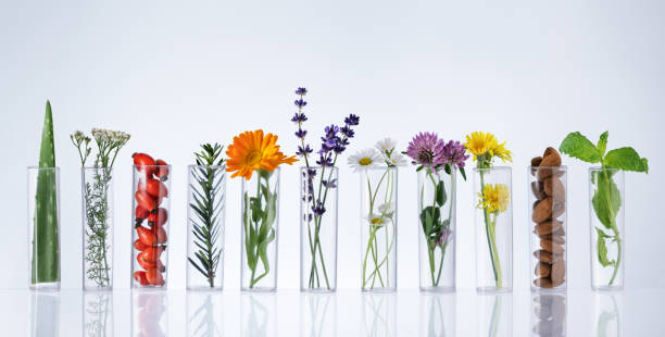 test tubes with herbs on white background. herbal medicine concept. - plant food research biotechnology imagens e fotografias de stock