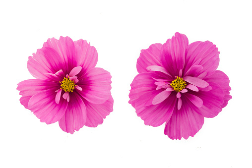 light pink Cosmos flowers isolated on  background.
