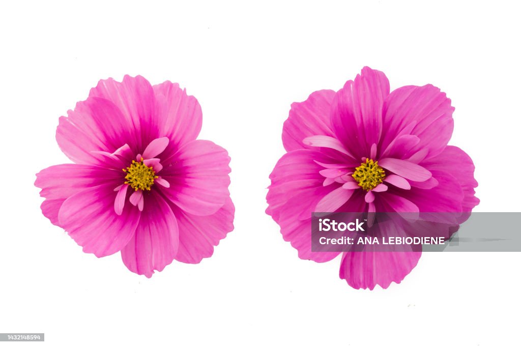 light pink Cosmos flowers isolated on  background. light pink Cosmos flowers isolated on background. Daisy Stock Photo
