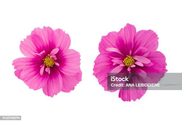Light Pink Cosmos Flowers Isolated On Background Stock Photo - Download Image Now - Daisy, Flower Head, Photography