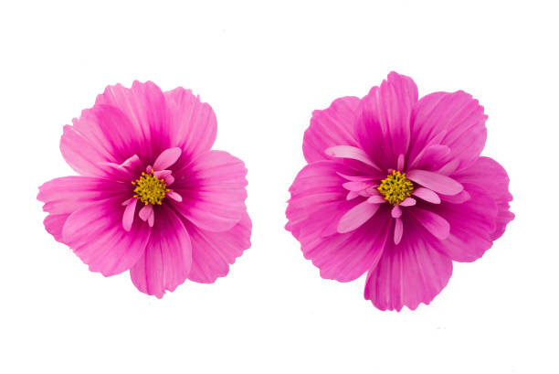 light pink cosmos flowers isolated on  background. - cosmos flower cut flowers daisy family blue imagens e fotografias de stock