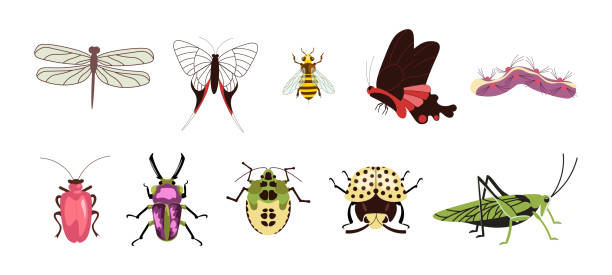 ilustrações, clipart, desenhos animados e ícones de conjunto de diferentes insetos isolados em fundo branco - grasshopper locust isolated multi colored