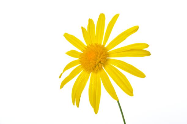 istock savannah daisies on a white background 1432151811