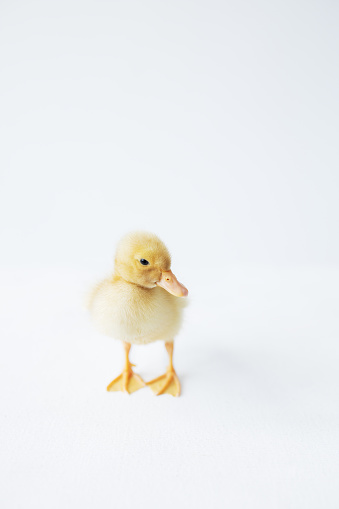 Bath: Rubber Duck Isolated on White Background