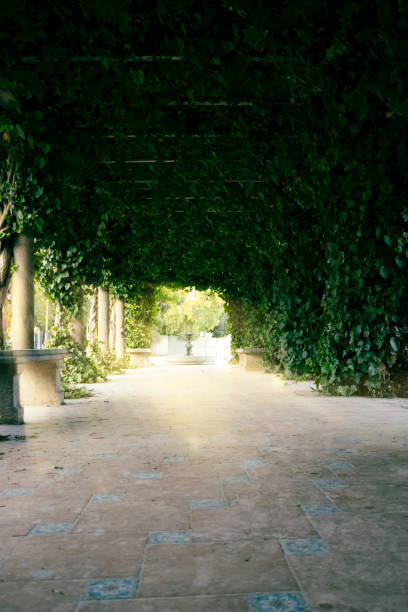 passage in a garden with structure of carcasses with vegetation entangled with sunlight reflected between the leaves stock photo