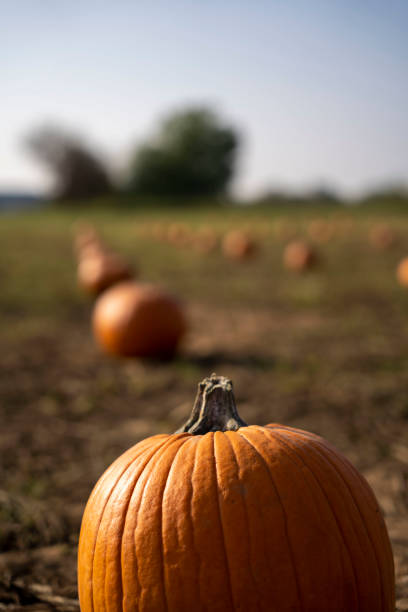 istock Pumpkin field with halloween pumpkins 1432153807