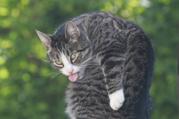 istock Close up of cat 1432153860