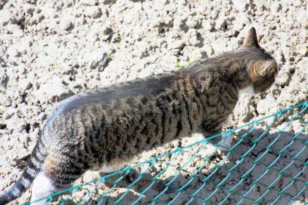 istock Close up of cat 1432154162