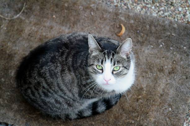 istock Close up of cat 1432154169