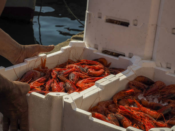 istock fresh shrimp in polystyrene box on fishing boat 1432155106