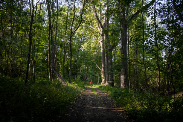 An elderly woman hikes alone in a forest in autumn sunshine day.